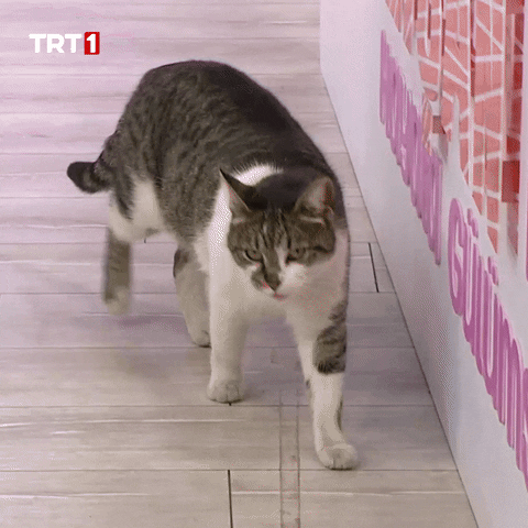Cats What GIF by TRT