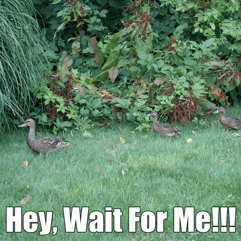 ducks GIF