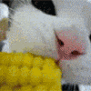 corn GIF