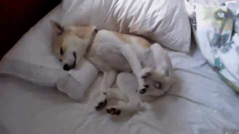 cuteanimalland giphyupload GIF