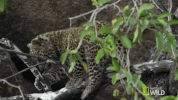 nat geo wild leopard GIF by Savage Kingdom