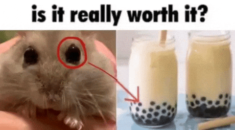 Big Eyes Cats GIF
