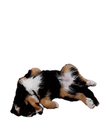 Sport Dog Sticker by Crossfit Noricum
