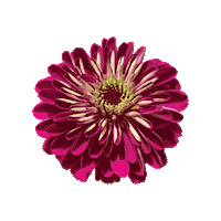 steph_b animation loop flower flowers Sticker