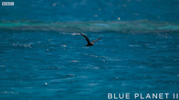 bbc one ocean GIF by BBC