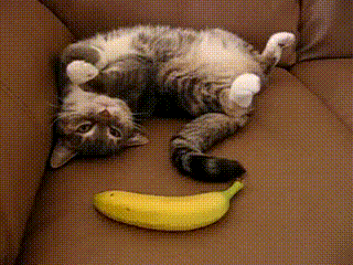 cat banana GIF