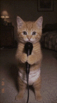 Look At Me Hello GIF