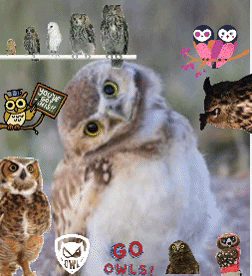 yesterdaytv giphygifmaker giphyattribution wisdom owls GIF
