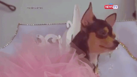 dog puppy GIF