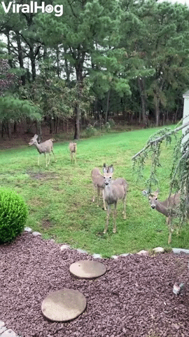 Herd of Deer Say Hello