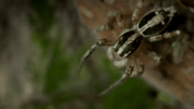 symphony for our world GIF by Nat Geo Wild 