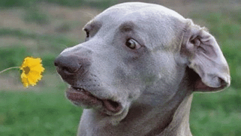 Jjtheorigina giphyupload GIF