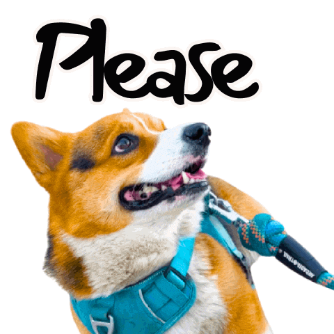 Corgi Please Sticker