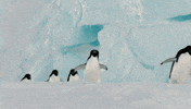 disney penguins GIF by Disneynature