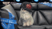 Show Me The Snack GIF