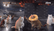 Show Me The Snack GIF