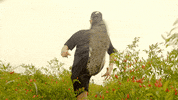 celebrate step up GIF by Nando's