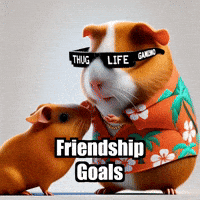 Guinea Pig Friendship Goals GIF by Guinea Gambino
