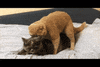 GIF by Giffffr