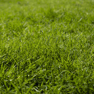 algomin giphyupload lawn fertilizer gras GIF