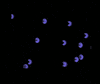 Pac Man GIF
