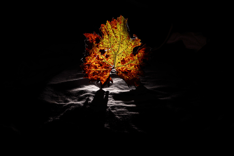 monastrell rotaciÃ³n GIF