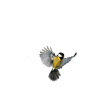 Nest Ninhos Sticker by Terral Incorporadora