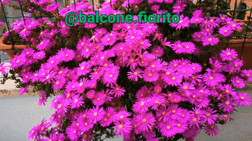 balcone-fiorito flowers gardening giardino giardinaggio GIF