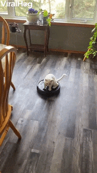 Kitty Takes Roomba For A Ride GIF by ViralHog