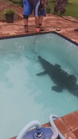 South African Family Laugh Nervously as Crocodile Is Removed From Their Pool