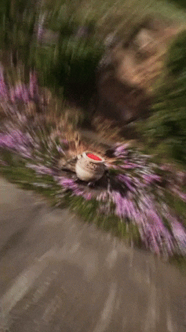 Alexanderthegreat GIF by Youtooz