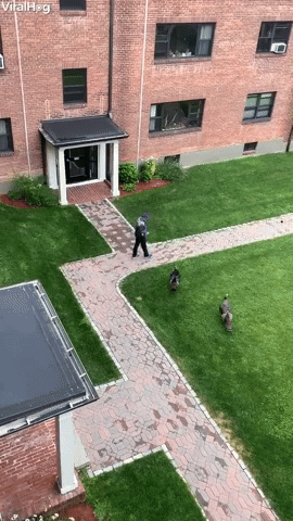 Amazon Delivery Guy Flees from Turkeys
