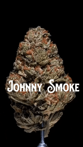 JohnnySmokez smoke weed cannabis johnnysmoke GIF
