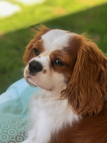 gerzsenyiflra giphygifmaker GIF