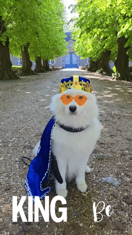 Dog King GIF