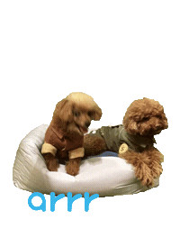 아르르 Sticker by arrr_official