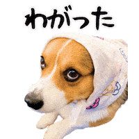 Corgi Milo Sticker