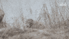 Scared Pallas Cat GIF by Korkeasaari Zoo