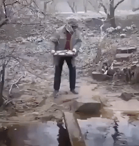 cuteanimalland giphyupload GIF