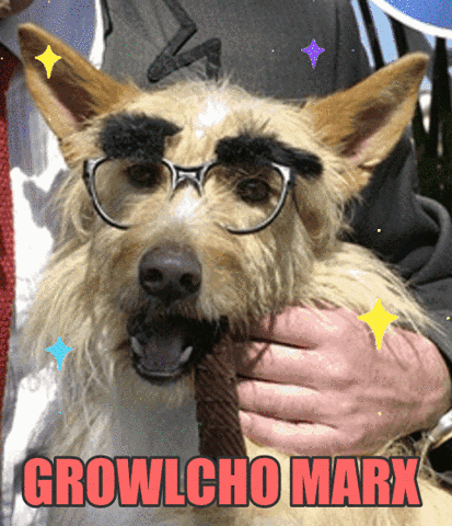jokes giphyslideshow dogs jokes groucho marx GIF