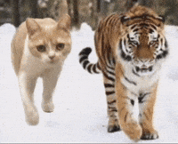 Zutomayo GIF