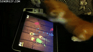 fruit ninja cats GIF by Cheezburger