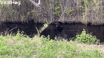 Big Black Bear Bathes in Swamp Before Bailing