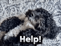 Confused Uh Oh GIF