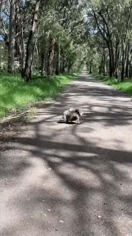 'What a Load!' Koala Mum Crosses Road With Two Joeys on Her Back in Victoria