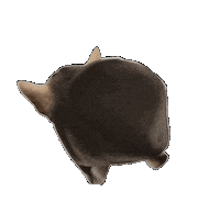 Cat Kitty Sticker