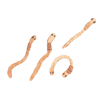 Painting Plant Sticker