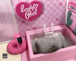 Hamster Cute Animals GIF by Storyful