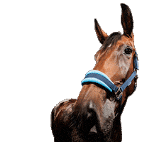 Horse Hengst Sticker by hooved