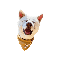 Belluccifriends Sticker by Bellucci Manila